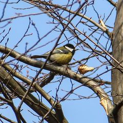 Parus major