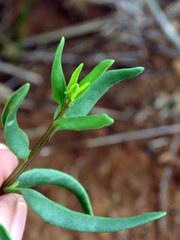 Talinum arnotii