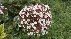 Viburnum treleasei