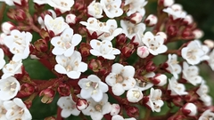 Viburnum treleasei