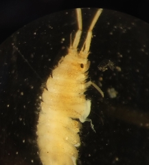 Janiralata occidentalis