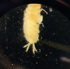 Janiralata occidentalis