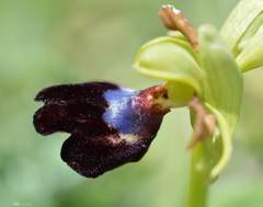 Ophrys atlantica