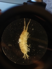 Janiralata occidentalis