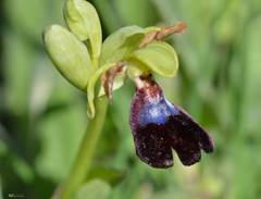 Ophrys atlantica