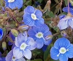 Veronica chamaedrys
