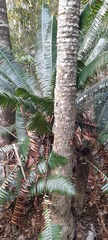 Dioon spinulosum
