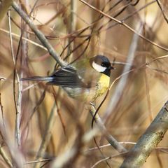 Parus major