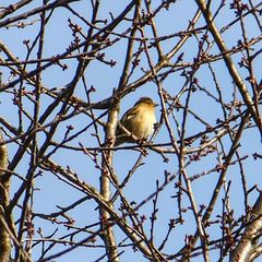 Fringilla coelebs