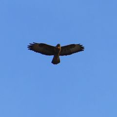 Buteo buteo