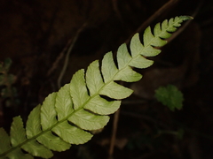 Blechnum chambersii