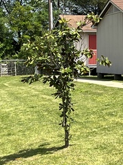 Magnolia grandiflora