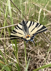 Iphiclides podalirius