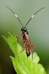 Agrothereutina