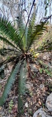 Dioon spinulosum