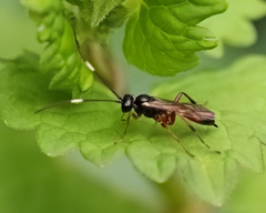 Agrothereutina