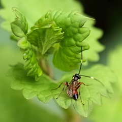 Agrothereutina