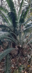 Dioon spinulosum