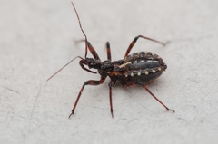 Rhynocoris cuspidatus
