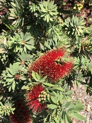 Melaleuca citrina