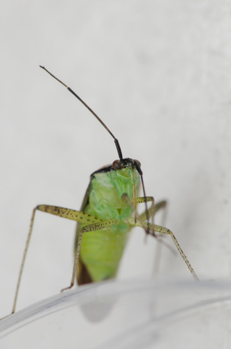 Representative image of Closterotomus trivialis