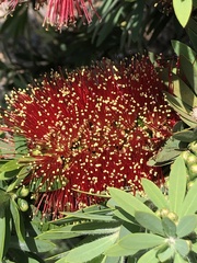 Melaleuca citrina
