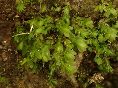 Beeveria distichophylloides (Beeveria distichophylloides)