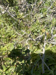 Rhopalomyia baccharis