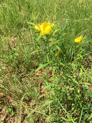 Crocanthemum canadense