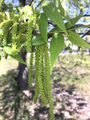 Carya illinoinensis