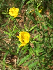 Crocanthemum canadense