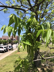 Carya illinoinensis