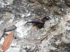 Euscorpius flavicaudis flavicaudis