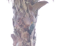 Melanerpes aurifrons