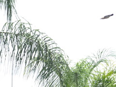Melanerpes aurifrons