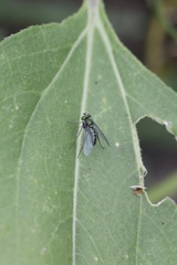 Condylostylus longicornis