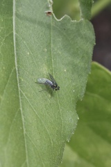 Condylostylus longicornis