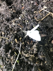 Lomographa vestaliata