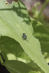 Condylostylus longicornis