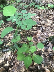 Populus