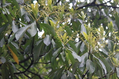 Machilus leptophylla