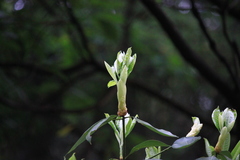 Machilus leptophylla