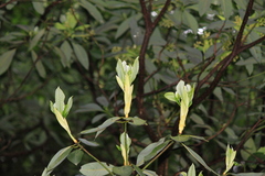 Machilus leptophylla