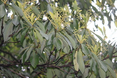 Machilus leptophylla