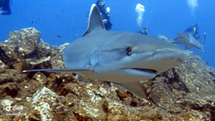 Carcharhinus albimarginatus