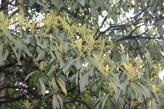 Machilus leptophylla