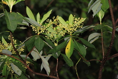 Machilus leptophylla