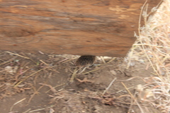 Microtus ochrogaster