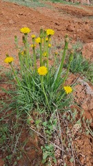 Pseudopodospermum semicanum