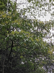 Machilus leptophylla